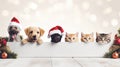 Christmas banner with cute puppy and kittens. Group of dogs and cats with red Santa hats above white banner looking at Royalty Free Stock Photo