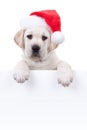 Christmas Banner Dog Royalty Free Stock Photo