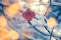 Christmas bauble on the snowy branch. Royalty Free Stock Photo