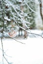 Christmas bauble on the snowy branch. Royalty Free Stock Photo