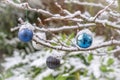 Christmas baubles covered with snow, hanging from a branch of a tree Royalty Free Stock Photo