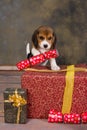 Christmas beagle puppy Royalty Free Stock Photo