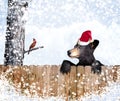 Christmas bear and cardinal