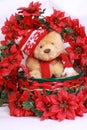 Christmas bear and poinsetta Royalty Free Stock Photo