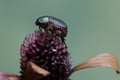 A christmas beetle (Anolognathus sp) is foraging on a wildflower that has wilted. Royalty Free Stock Photo