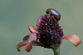 A christmas beetle (Anolognathus sp) is foraging on a wildflower that has wilted. Royalty Free Stock Photo