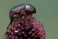 A christmas beetle (Anolognathus sp) is foraging on a wildflower that has wilted. Royalty Free Stock Photo