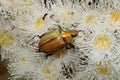 Christmas Beetle Royalty Free Stock Photo