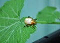 Side view Australian Christmas beetle on a zucchini Courgette leaf Royalty Free Stock Photo