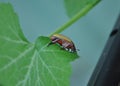 Side view Australian Christmas beetle on a zucchini Courgette leaf Royalty Free Stock Photo