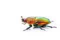 Christmas beetle Scarabaeidae isolated on white background