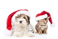 Christmas Bengal cat and Biewer-Yorkshire terrier puppy in red santa hat. isolated on white background Royalty Free Stock Photo