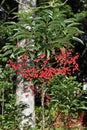 Christmas berry on tropical garden in Petropolis Royalty Free Stock Photo