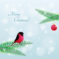 Christmas Bird. Vector Bullfinch on branch Royalty Free Stock Photo