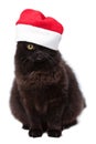 Christmas bkack cat in red santa hat isolated Royalty Free Stock Photo