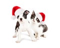 Christmas Black and White Puppy and Kitten Royalty Free Stock Photo