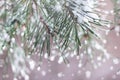 Christmas blurred background with fir trees with hoarfrost, winter natural banner, snowy pine branches, snow bokeh Royalty Free Stock Photo