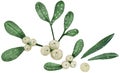 Christmas mistletoe boquet by watercolor