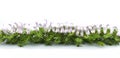 Christmas border arranged with fresh green fir branches and serpentine on white background. Copy space