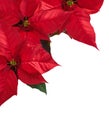 Christmas border with three red poinsettia flower in corner.