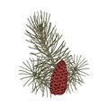 Christmas Botany Composition With Pine Tree Branches And Cones. Vector Illustration In Sketch Style Isolated On White Background