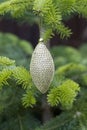 Christmas bouble on christmas tree branch