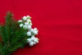 Christmas bouquet with fir branches and white dogwood berries on a red background . Christmas card. The theme of a winter holiday