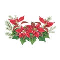 Christmas bouquet of poinsettia and spruce on a white background.Watercolor illustration of a red poinsettias. Euphorbia Royalty Free Stock Photo