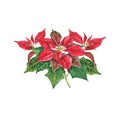 Christmas bouquet of poinsettia on a white background.Watercolor illustration of a red poinsettias. Euphorbia pulcherrima. Royalty Free Stock Photo