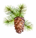 Christmas branch hanging pine cone Royalty Free Stock Photo