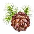Christmas branch hanging pine cone Royalty Free Stock Photo