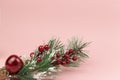 Christmas branch with red berries in frost on pink background. Copy space. Greeting card Cristmas and New Year design concept Royalty Free Stock Photo