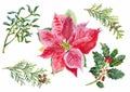 Christmas branch set mistletoe, arborvitae and poinsettia. Watercolor.