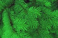 Christmas branches, green abstract texture background Royalty Free Stock Photo