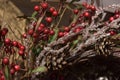 Christmas branches with red berries Royalty Free Stock Photo