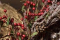 Christmas branches with red berries Royalty Free Stock Photo