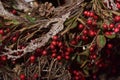 Christmas branches with red berries Royalty Free Stock Photo