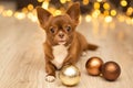 Christmas brown mini chihuahua dog with lights  background Royalty Free Stock Photo