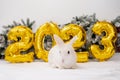 Christmas bunny 2023. rabbit with golden foil balloons number 2023 and branches of a Christmas tree New Year. funny