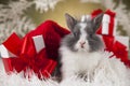 Christmas bunny, santa baby red hat