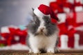 Christmas bunny, santa baby red hat