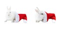 Christmas bunny set. A white funny rabbit comes out of a Santa Claus hat. Domestic rabbit in a Christmas Santa hat isolated on a