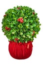 Christmas bush decor centerpiece isolated on white background. Boxwood Sphere Arrangement