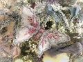 Christmas butterfly ornament on tree Royalty Free Stock Photo