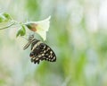 Christmas Butterfly, Papilio demodocus