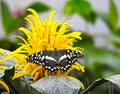 Christmas butterfly papilio demodocus on yellow flower