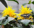 Christmas butterfly papilio demodocus on yellow flower Royalty Free Stock Photo
