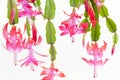 Christmas cactus Royalty Free Stock Photo