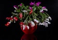 Christmas Cactus aka Schlumbergera Flower Royalty Free Stock Photo