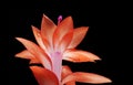 Christmas cactus on black Royalty Free Stock Photo